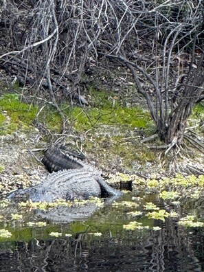 A crocodile resting in a water body surrounded by dry vegetation and trees.