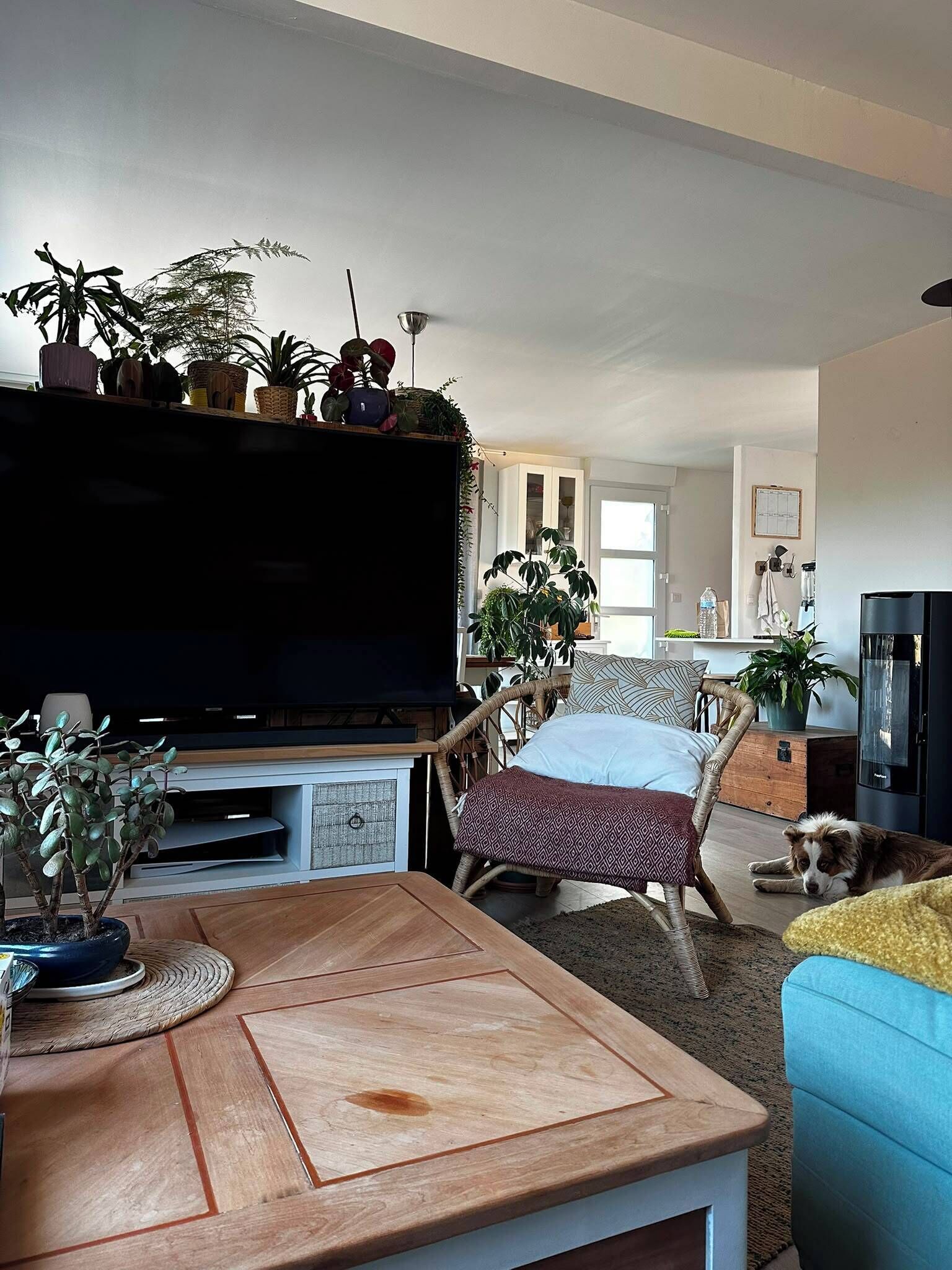 A living room with a flat-screen TV, a wooden coffee table, wicker chairs, and various potted plants.