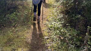 Two individuals hiking on a forest trail surrounded by dense foliage.