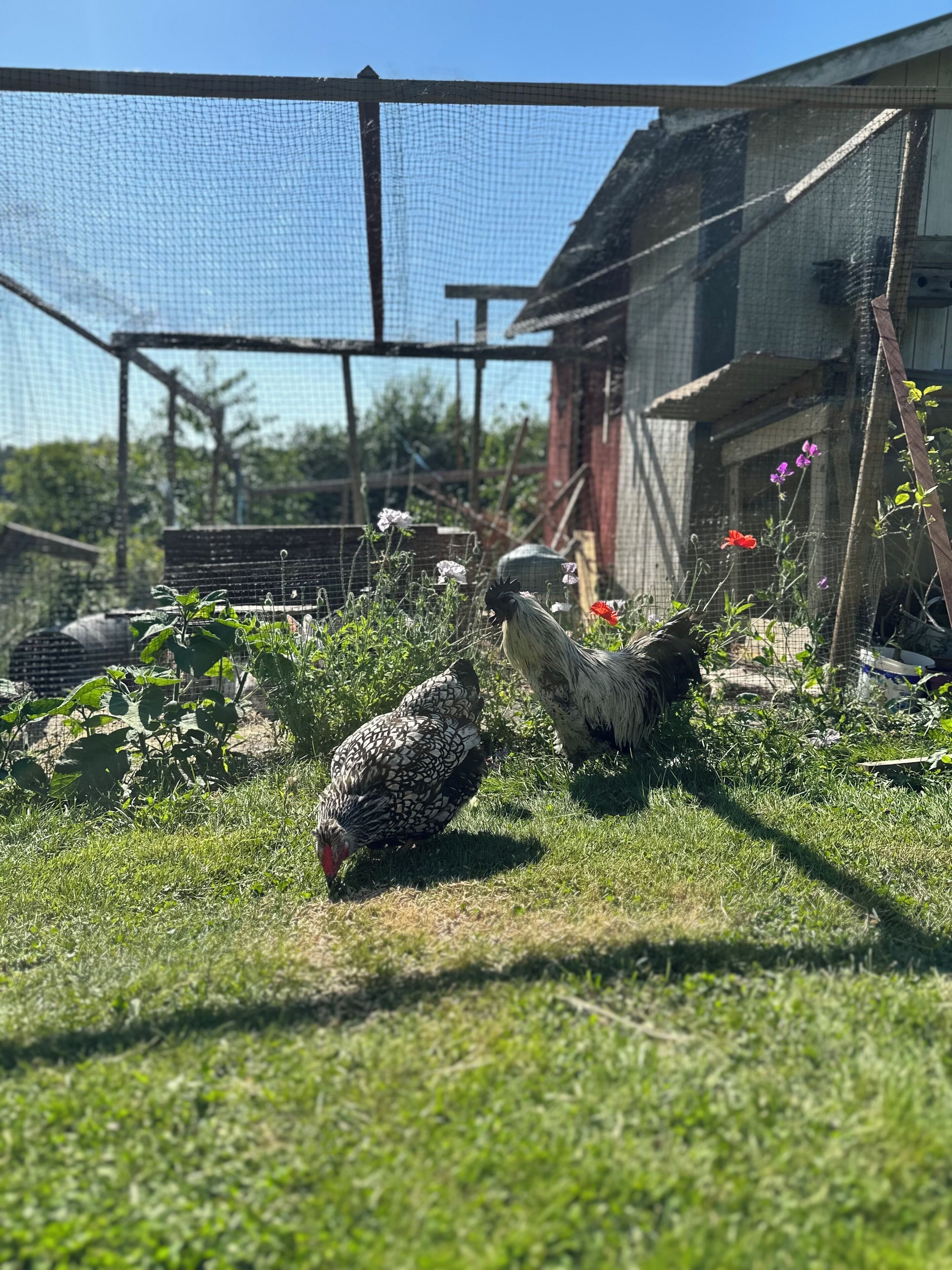 A fenced outdoor area with chickens and vegetation.