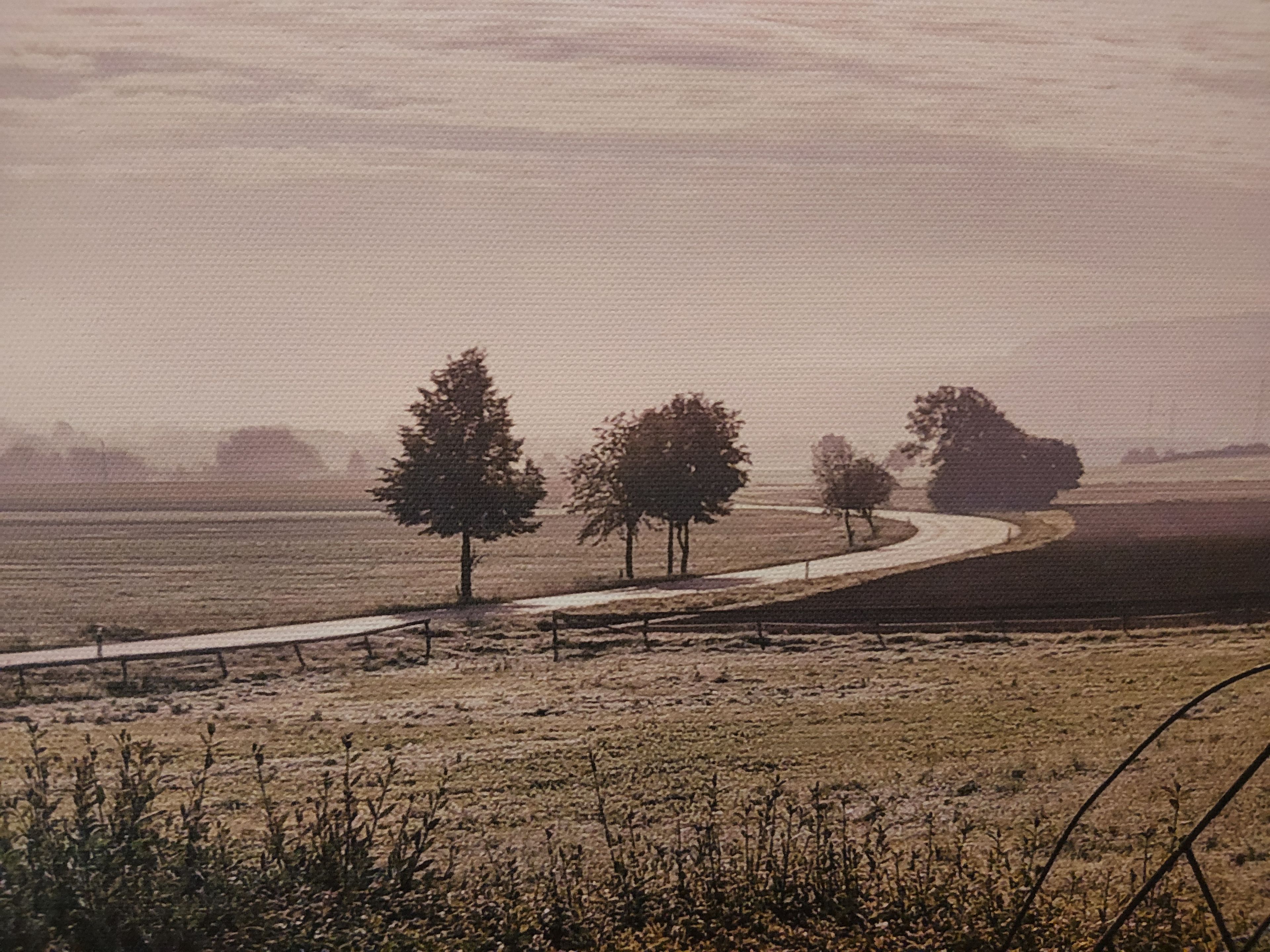Un paysage rural avec un chemin de terre, des arbres et des champs à perte de vue.