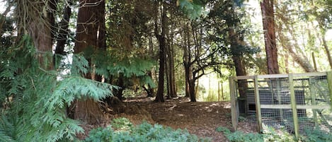 A forested area with a wooden gate, dense trees, and underbrush.