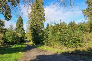 A rural road flanked by dense greenery and tall trees.