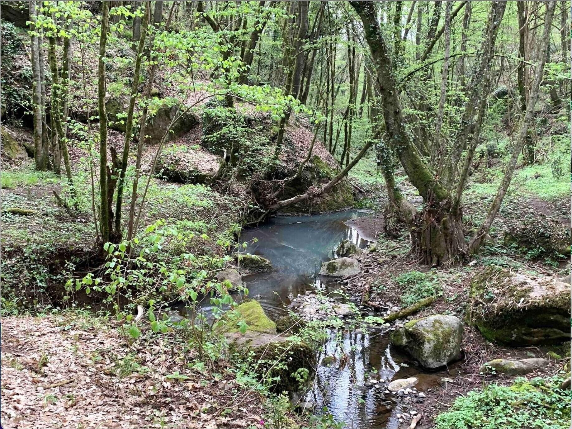 A forested area with a small stream, rocks, and dense vegetation.