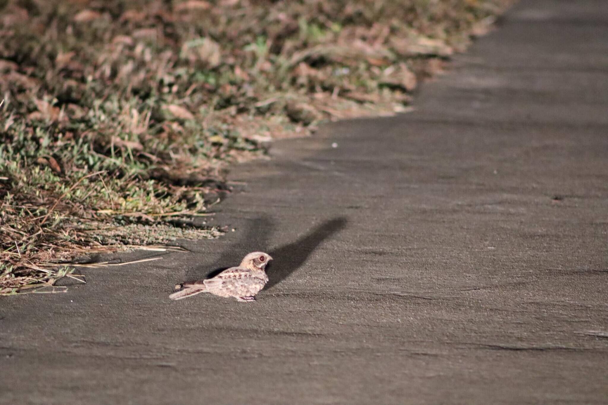 A bird on a concrete path with grass on the sides.