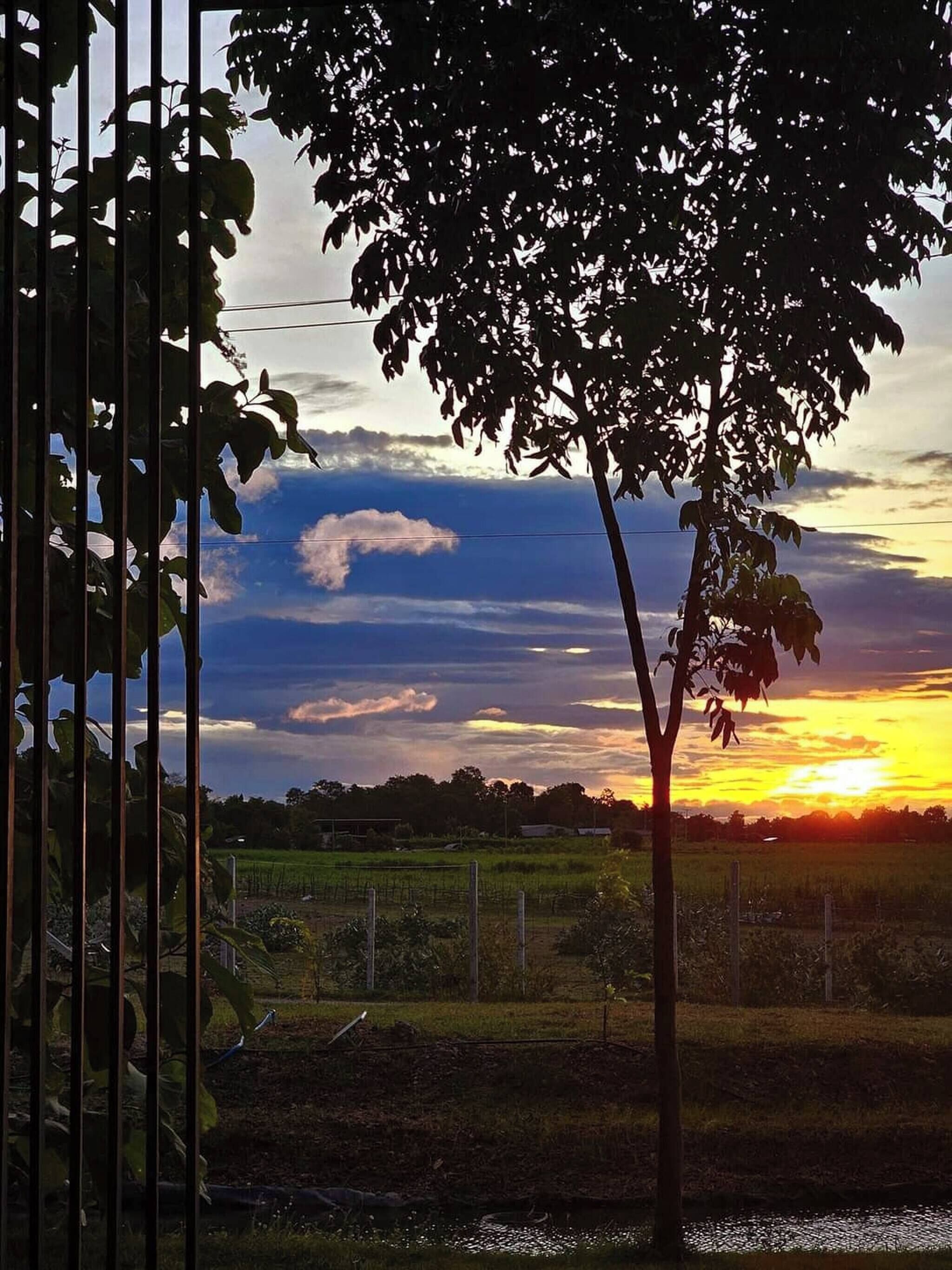 Paisaje rural con un árbol en primer plano y un atardecer al fondo.