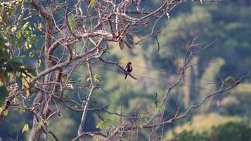 A bird perched on a branch of a tree with a blurred natural background.