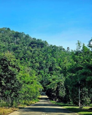 A paved road flanked by dense green foliage, leading towards a hill.