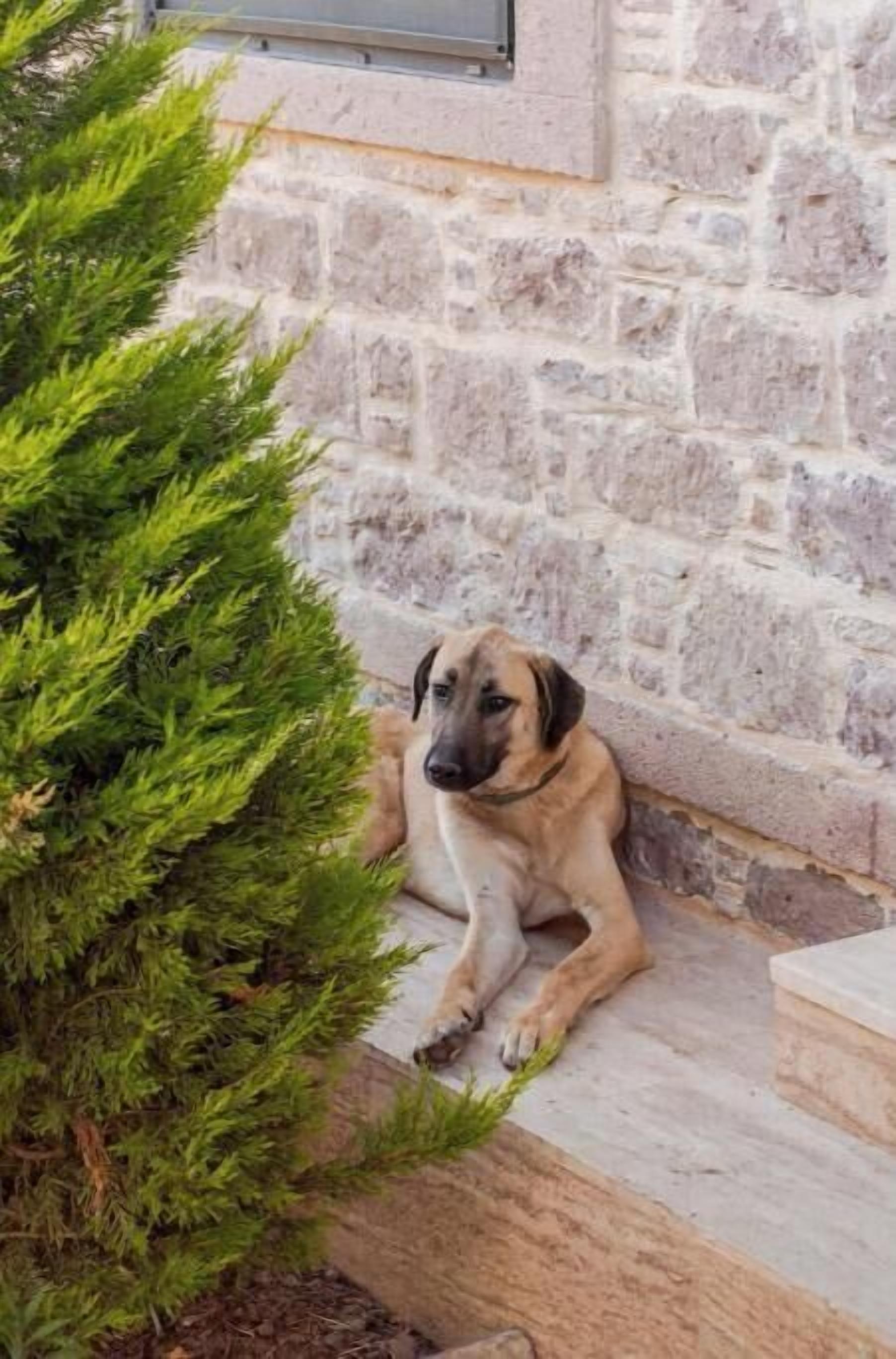 Pet-friendly