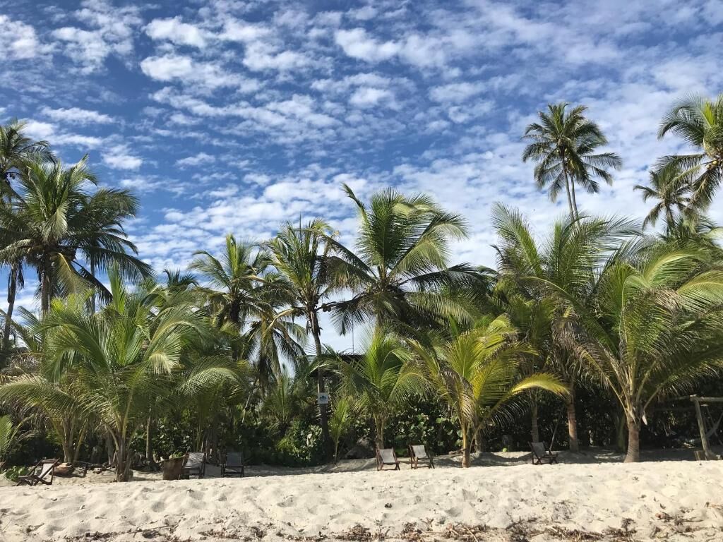 Una playa con palmeras y cielo despejado.