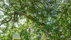 Un jardín con un banco de madera, un comedero colgante para pájaros y una maceta con flores.