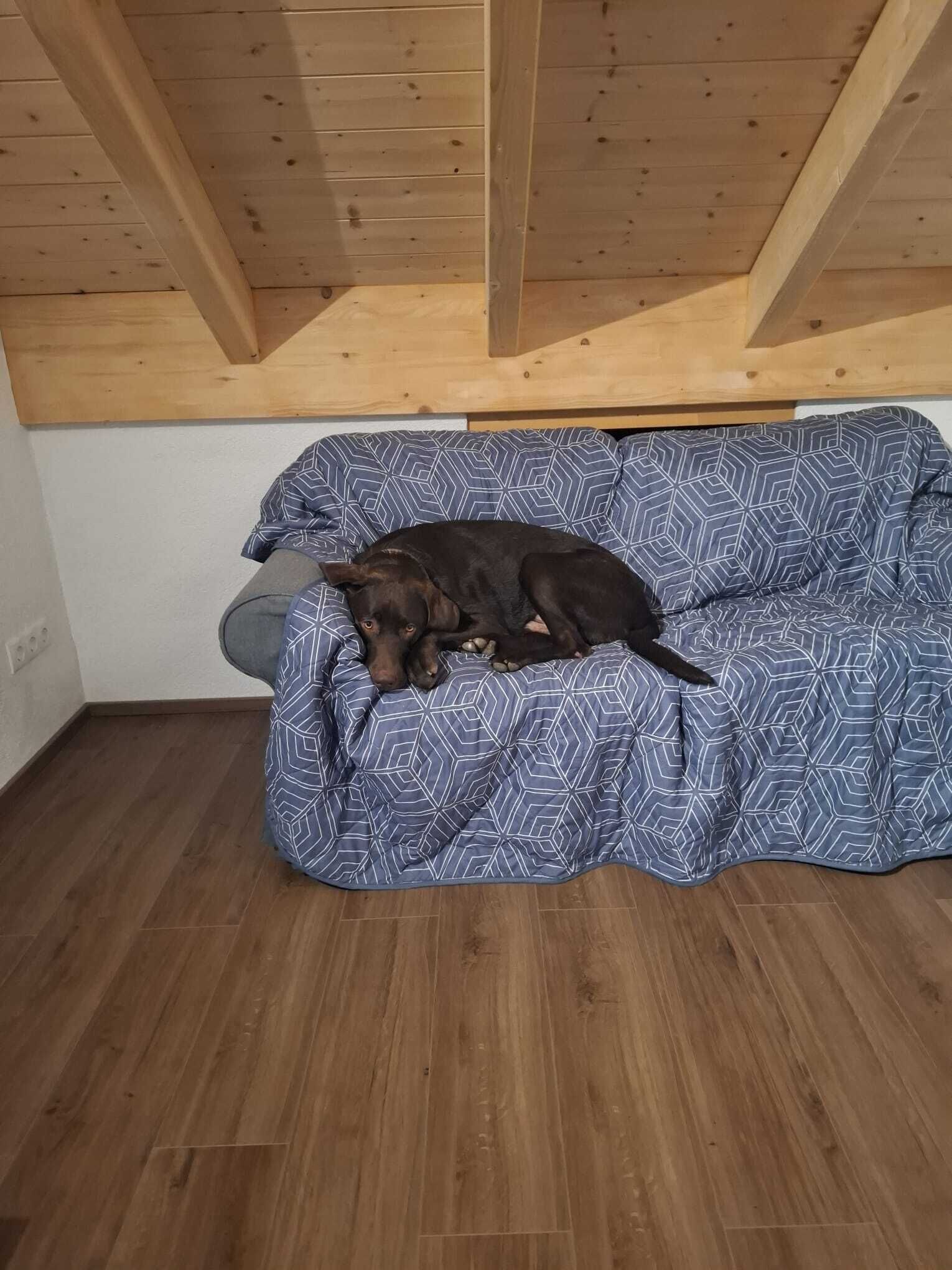 A dog lying on a patterned sofa in a room with wooden beams on the ceiling.