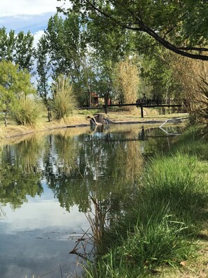 A calm pond with reflections of trees and a fence in the background.