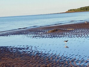 Beach - Beaches, bay views, wildlife & peace in new 1-bed on Nova Scotia's North Shore (Upper Malagash)