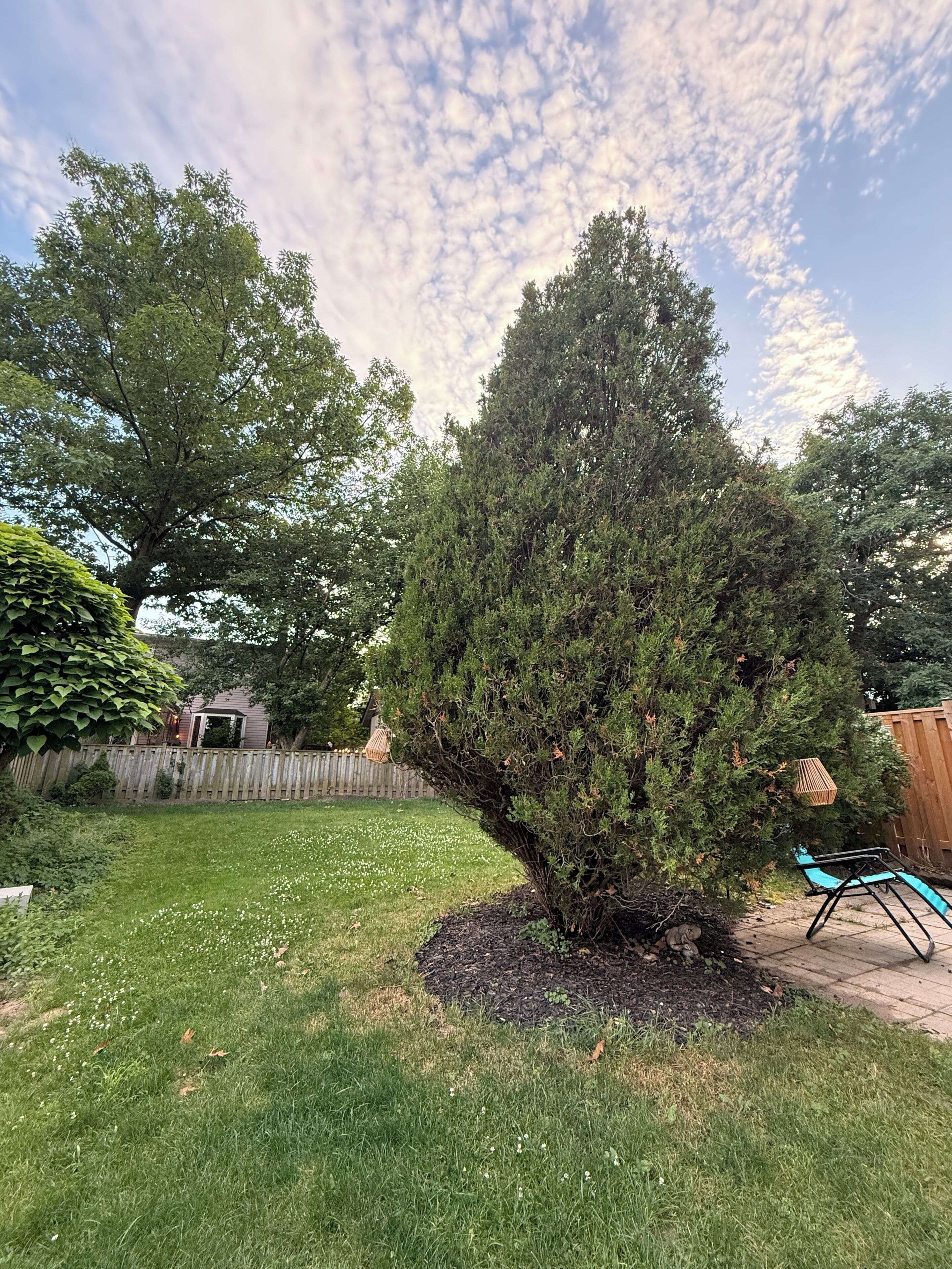 Un jardin avec une pelouse bien entretenue, un grand arbre à feuilles persistantes, une clôture en bois et un espace patio aménagé avec une chaise.
