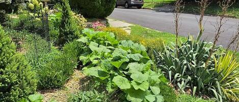 A garden with various plants and a pathway leading to a house.
