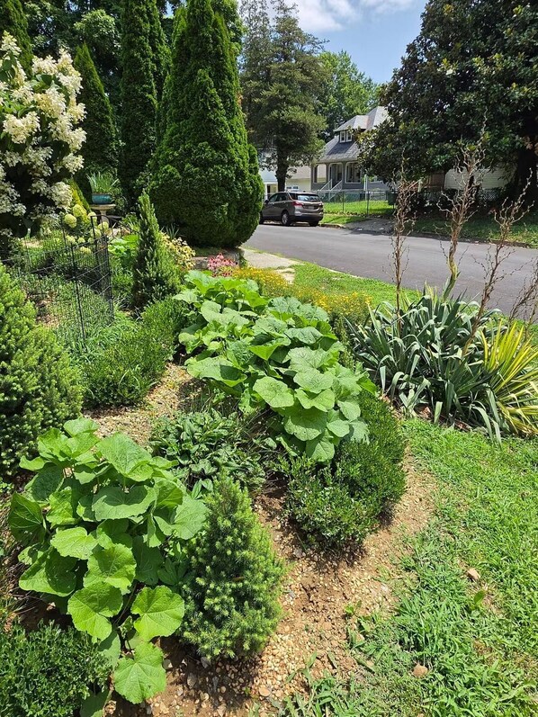A garden with various plants and a pathway leading to a house.