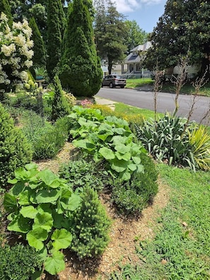 Un jardin avec différentes sortes de plantes et un chemin menant à une maison.