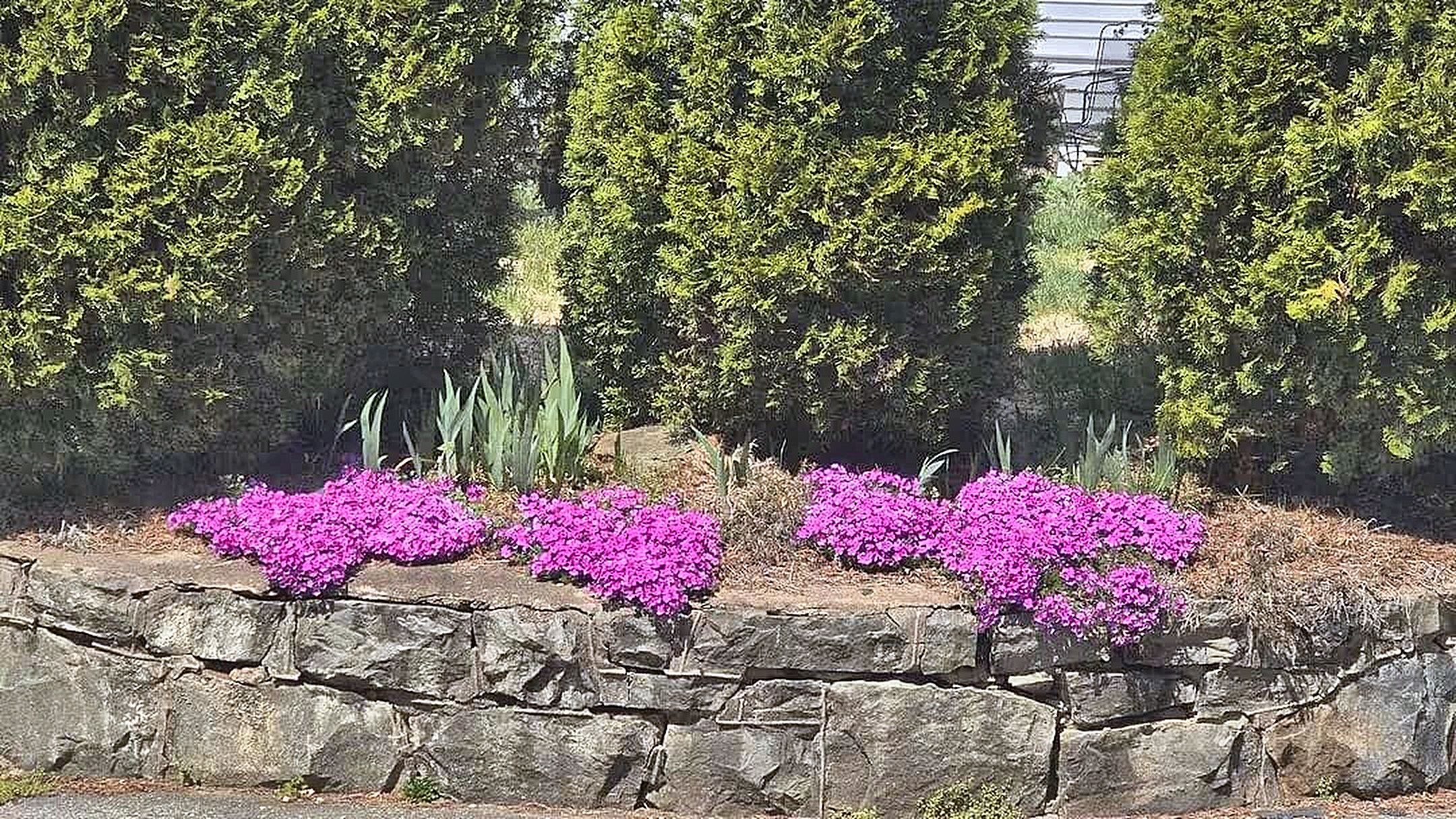 Ein Garten mit einer Steinmauer und Baumreihen im Hintergrund.