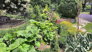 A garden with various plants and trees, a pathway, and a birdbath.