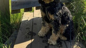 Un perro sentado sobre una plataforma de madera, con una cerca de madera y un letrero al fondo.