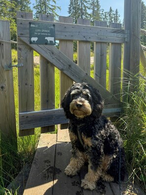 Ein Hund sitzt auf einer Holzplattform, im Hintergrund ein Holzzaun und ein Schild.