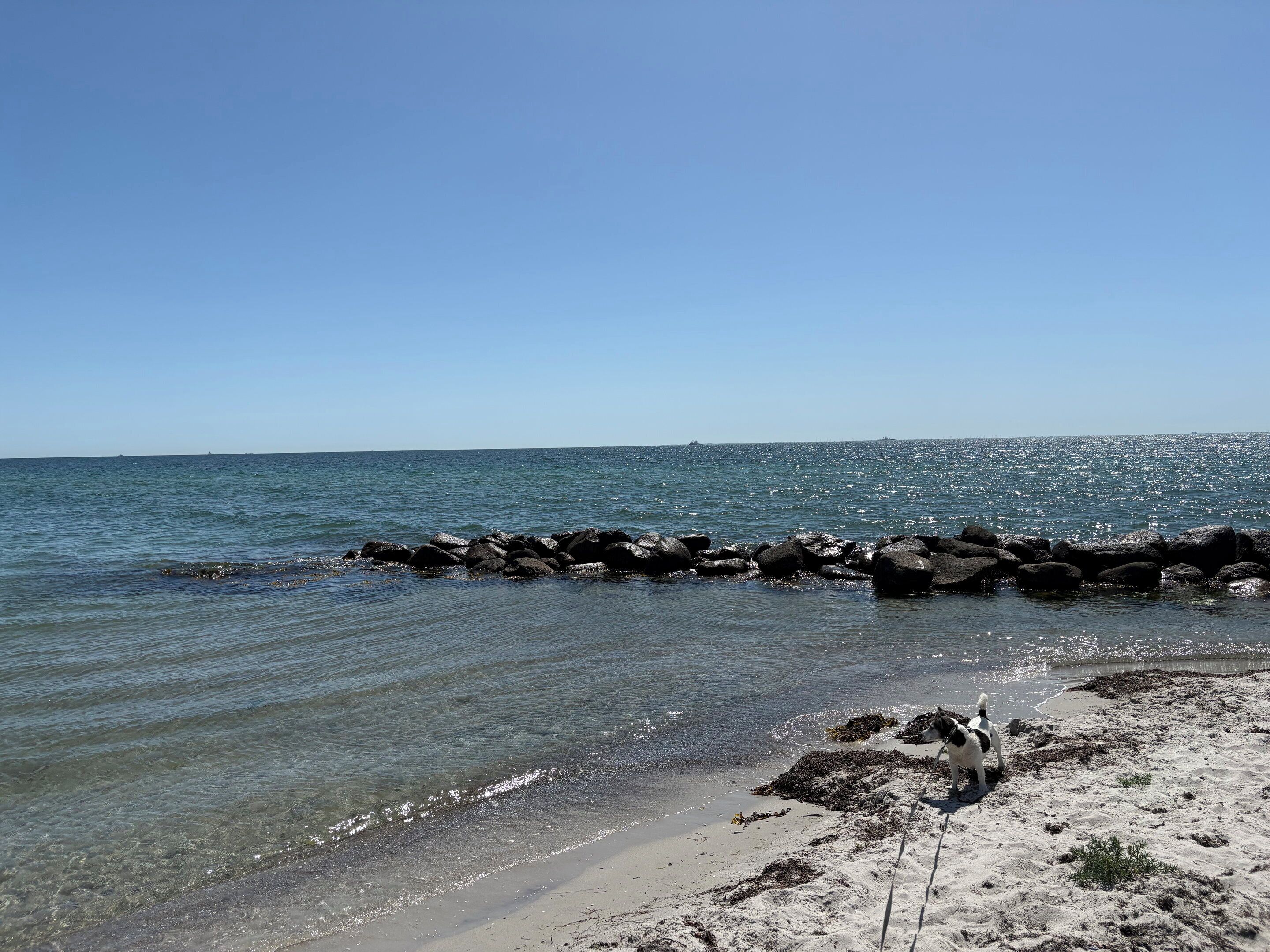 Une plage à l’eau claire, avec un rivage rocheux et un chien sur le sable.