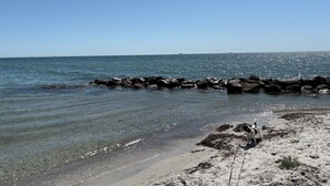 Uma praia com águas cristalinas, um trecho de costa rochosa e um cão na areia.