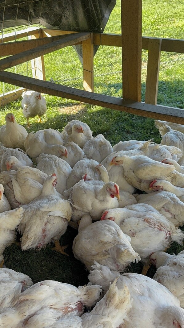 A group of white chickens in a pen with a wooden fence and a grassy background.