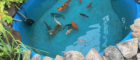 Een vijver met koi karpers, omringd door rotsen en beplanting.