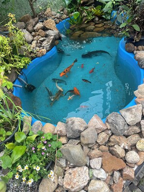 En lille dam med koi-karper, omgivet af sten og planter.