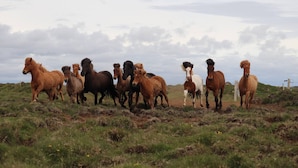 Un grupo de caballos pastando en un campo con cielo nublado.