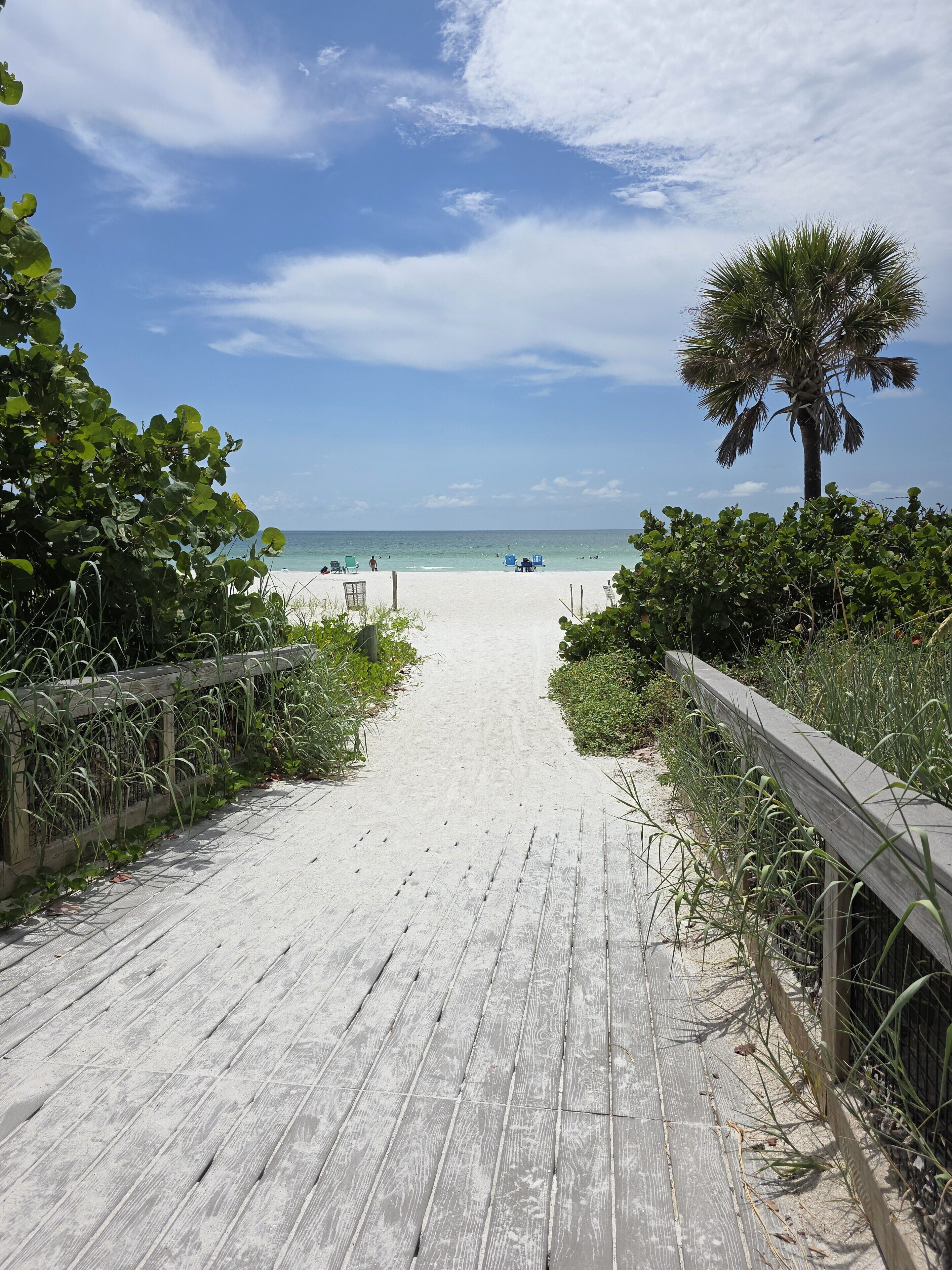 A wooden boardwalk leading to a sandy beach with a palm tree and greenery on the sides.