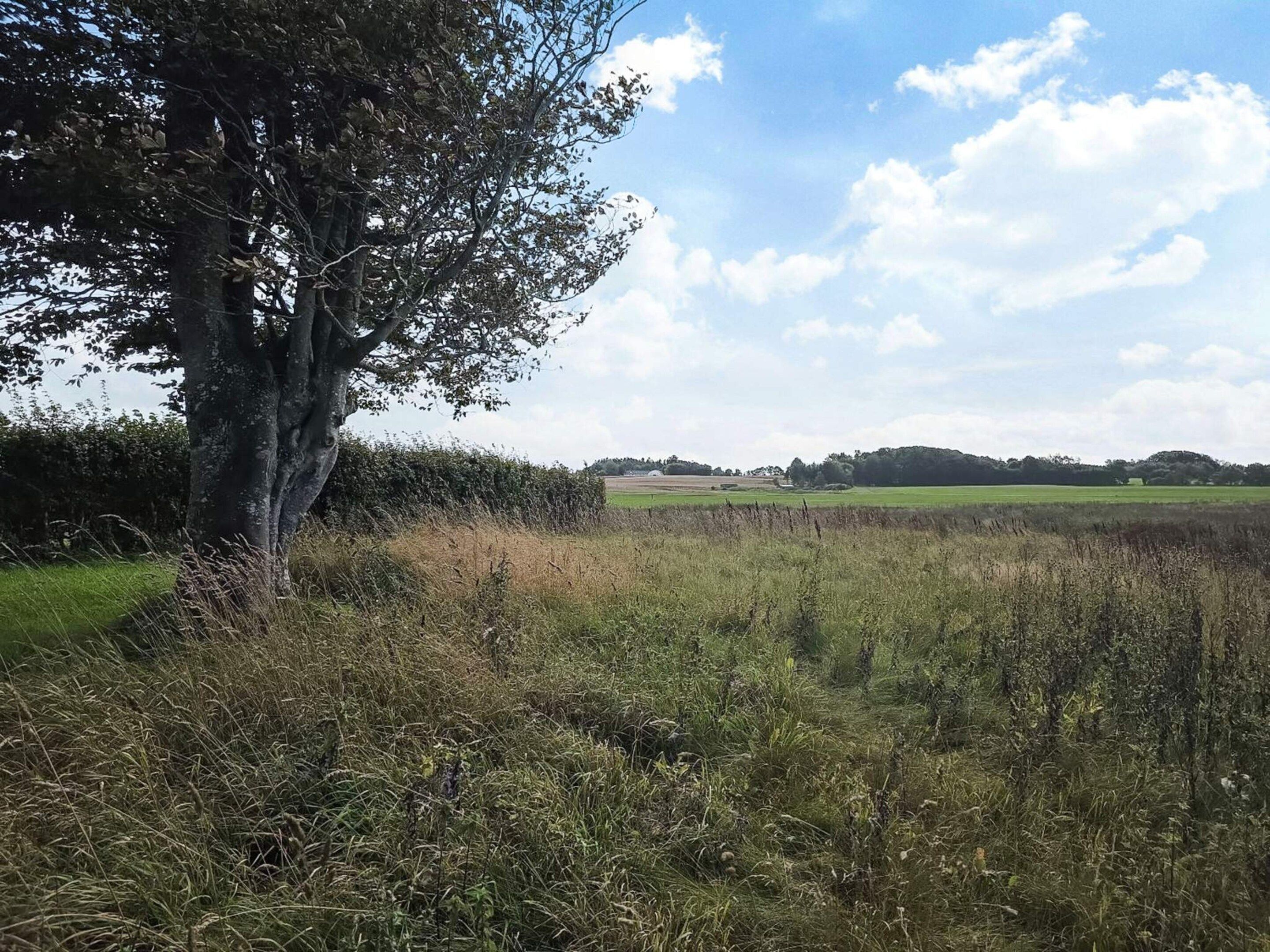 A rural landscape with a large tree, open fields, and a clear sky.