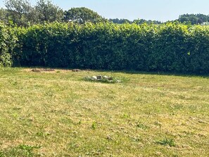 Ein grünes Feld mit einer dichten Hecke im Hintergrund.