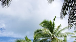 Une plage bordée de palmiers, offrant une vue dégagée sur l’océan.