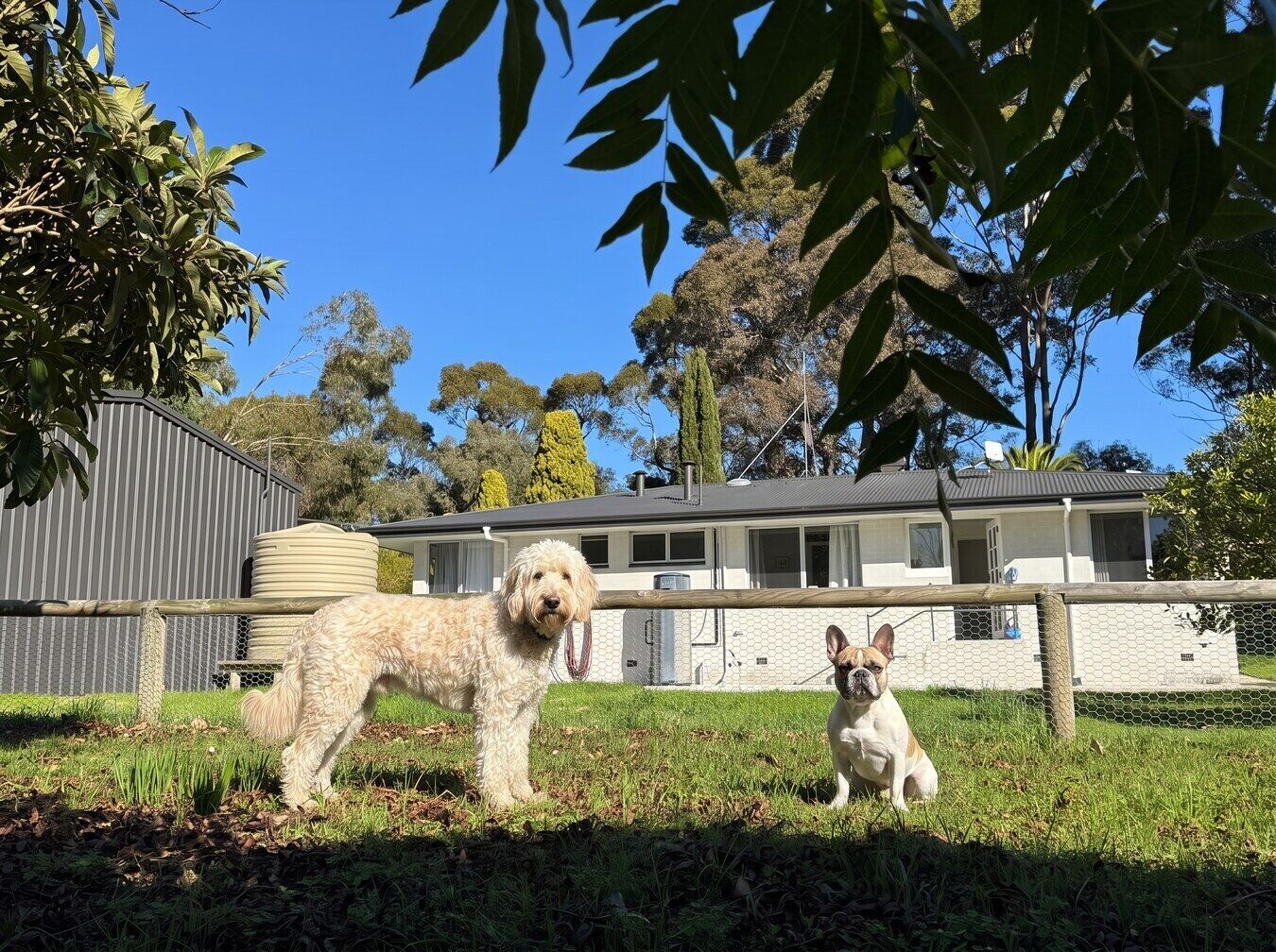 Your well-mannered furry friends are welcome to join you at Oak Tree Cottage Denmark. The area outside the fence is often visited by kangaroos, so it is important to supervise your dogs.