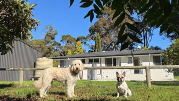 Deux chiens dans une cour clôturée, avec une maison en arrière-plan.