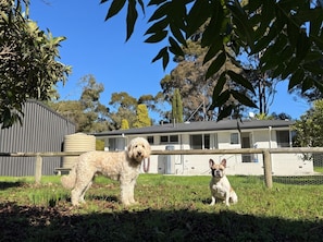 Two dogs in a fenced yard with a house in the background.