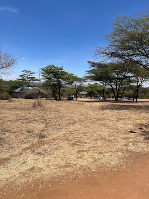 A dry, open landscape with sparse vegetation and a few scattered trees.