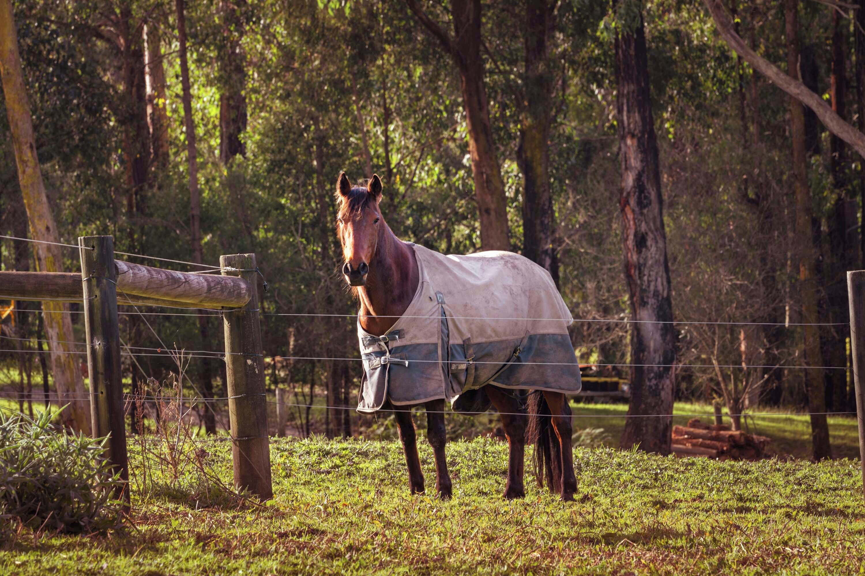 A horse standing in a fenced area with trees in the background.