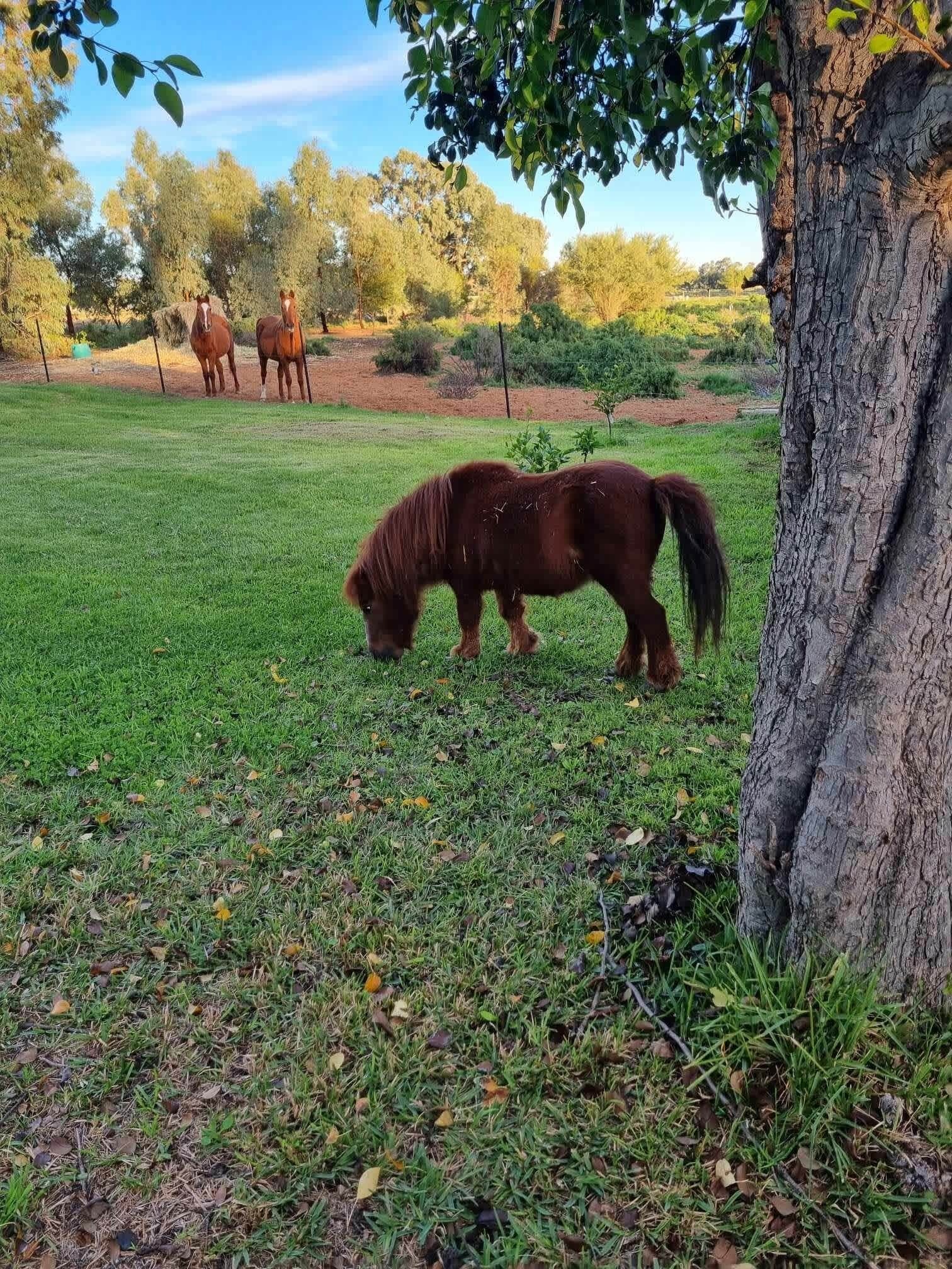 Ein grasbewachsenes Feld mit einem Baumstamm und einem weidenden Pferd.