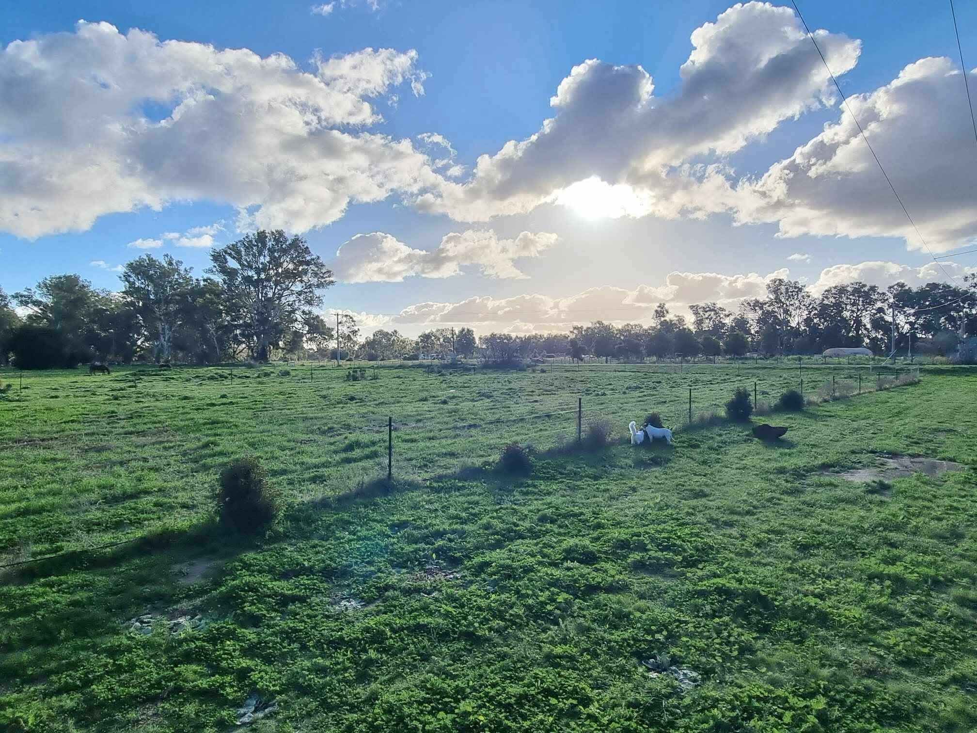 Un champ herbeux, avec une clôture, des arbres et un ciel dégagé.