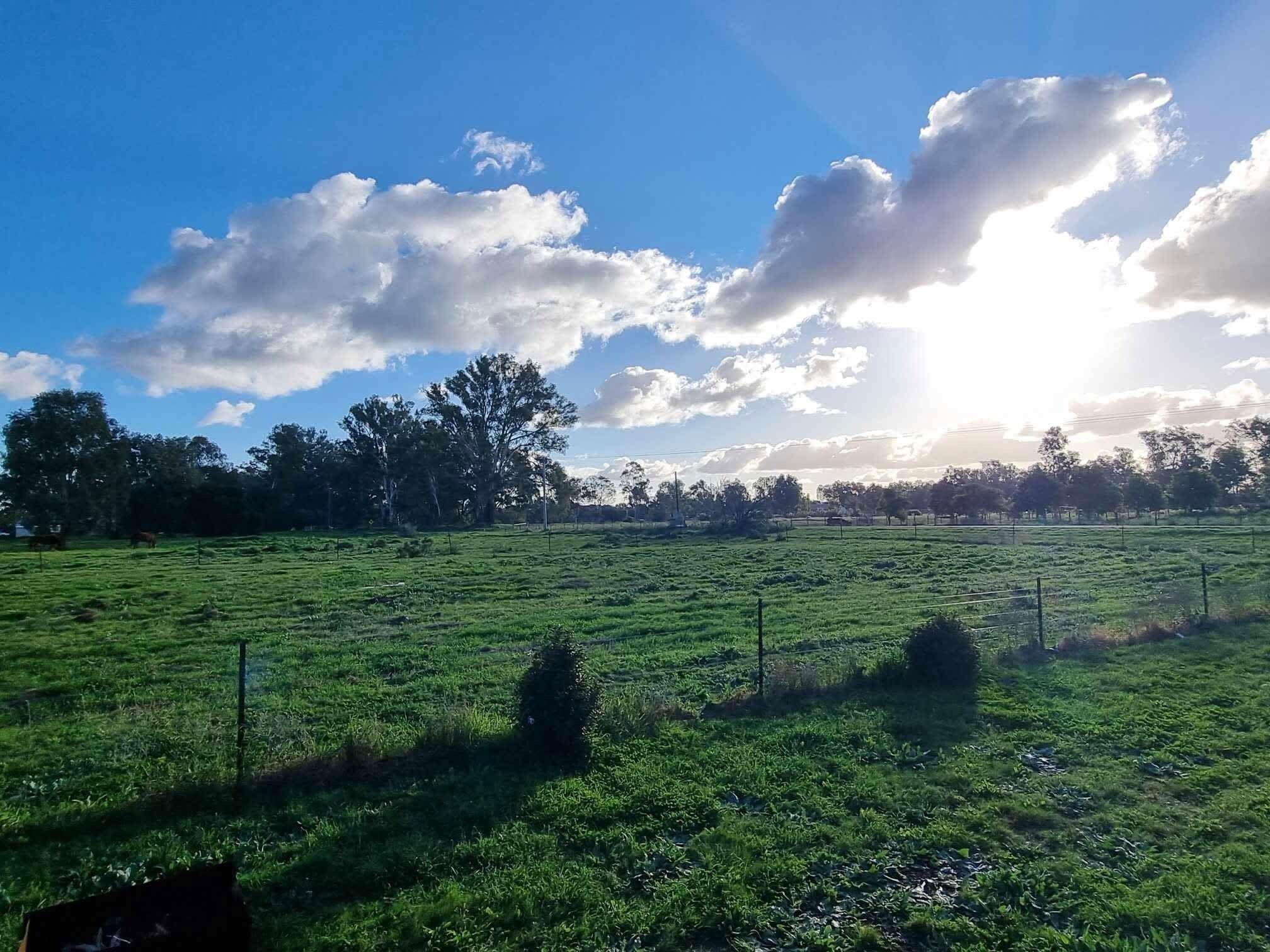 Un champ herbeux, avec une clôture, des arbres et un ciel dégagé.