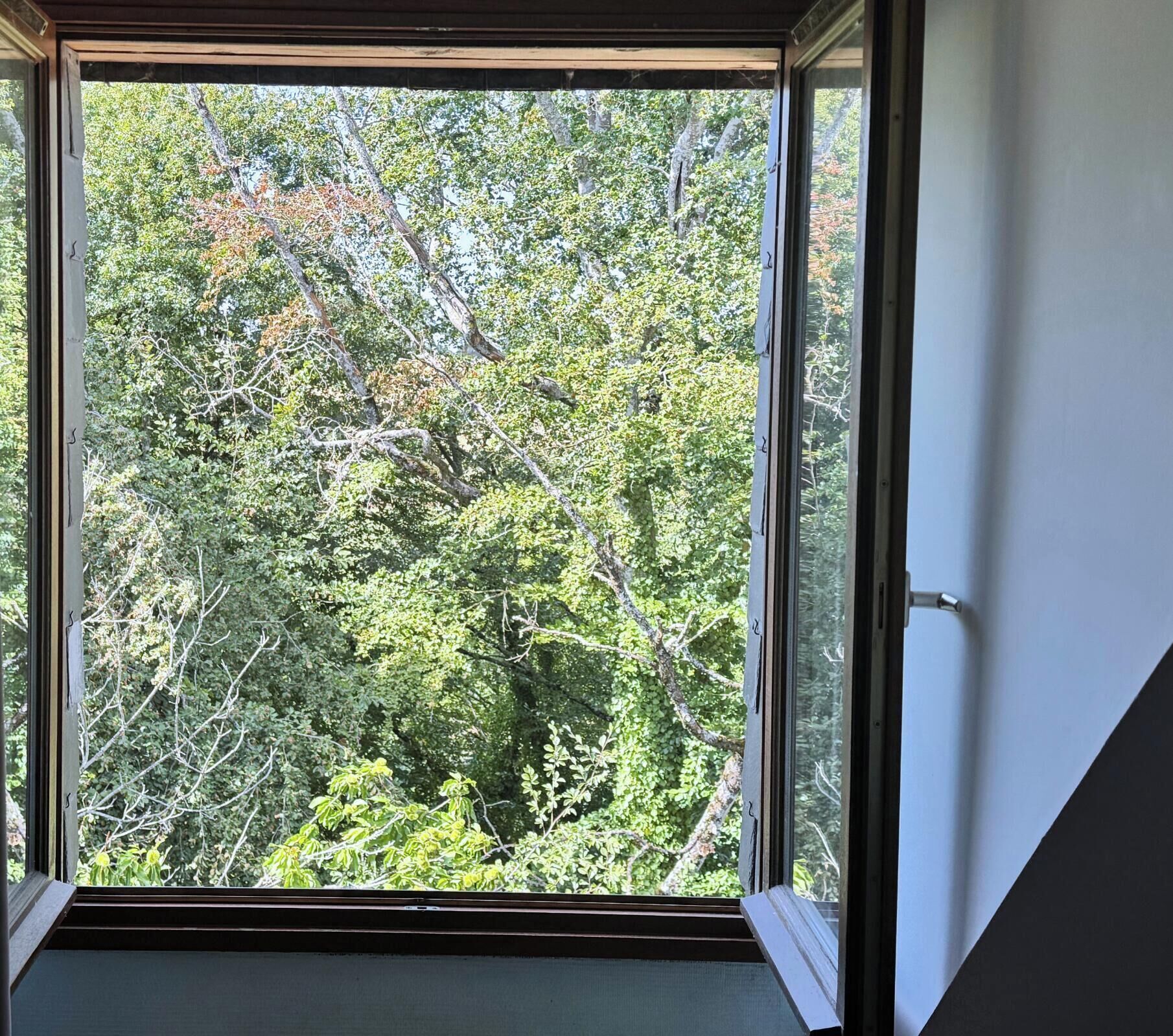 Una ventana con vistas a vegetación densa.