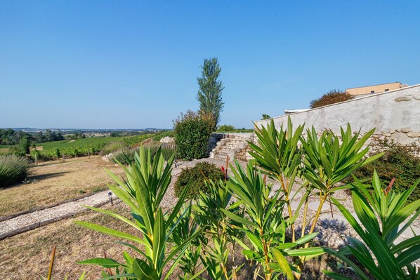 A vineyard with a stone wall and a clear sky.