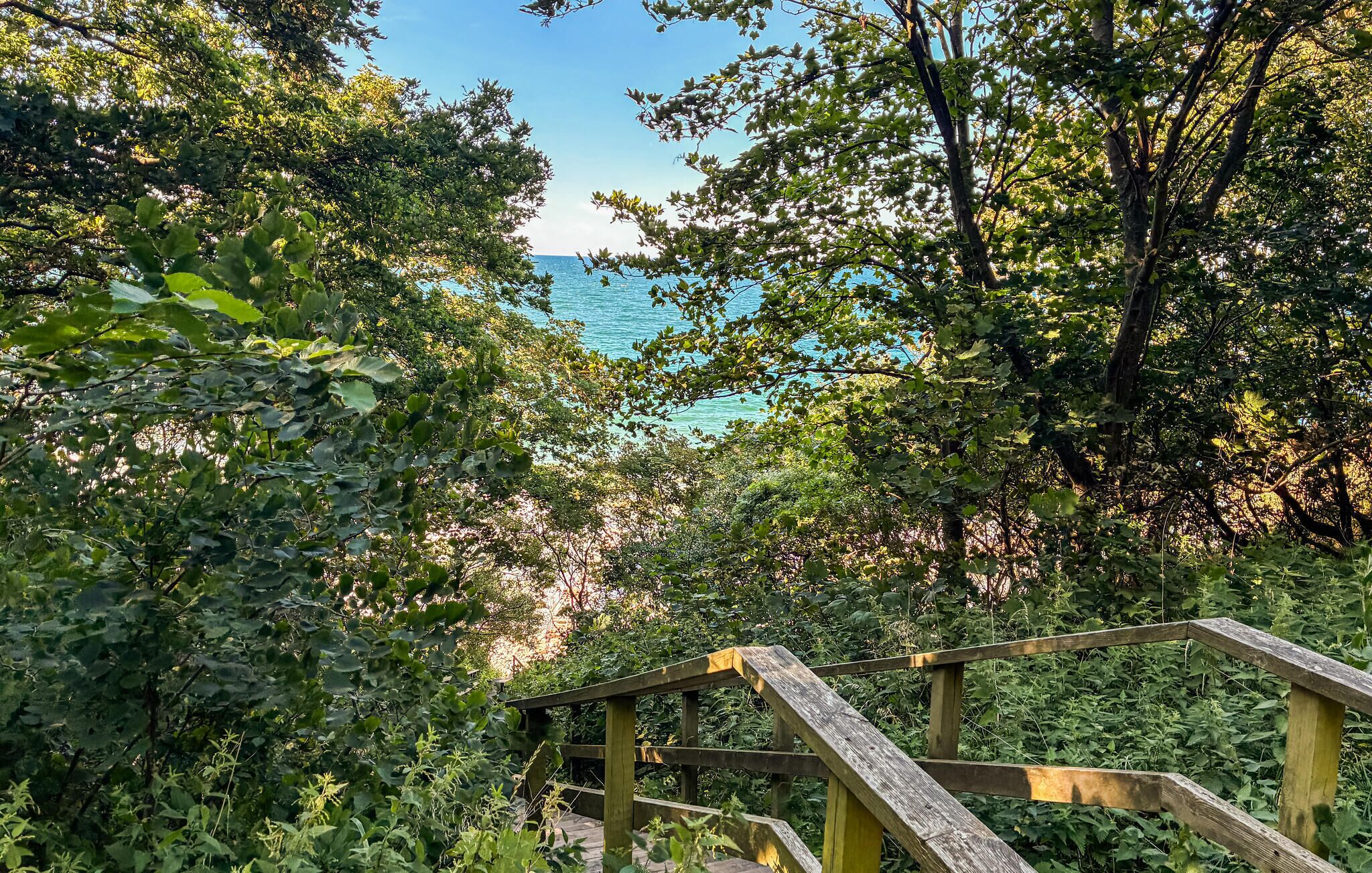 Una escalera de madera que conduce a un mirador con vistas a una extensión de agua, rodeado de vegetación densa.