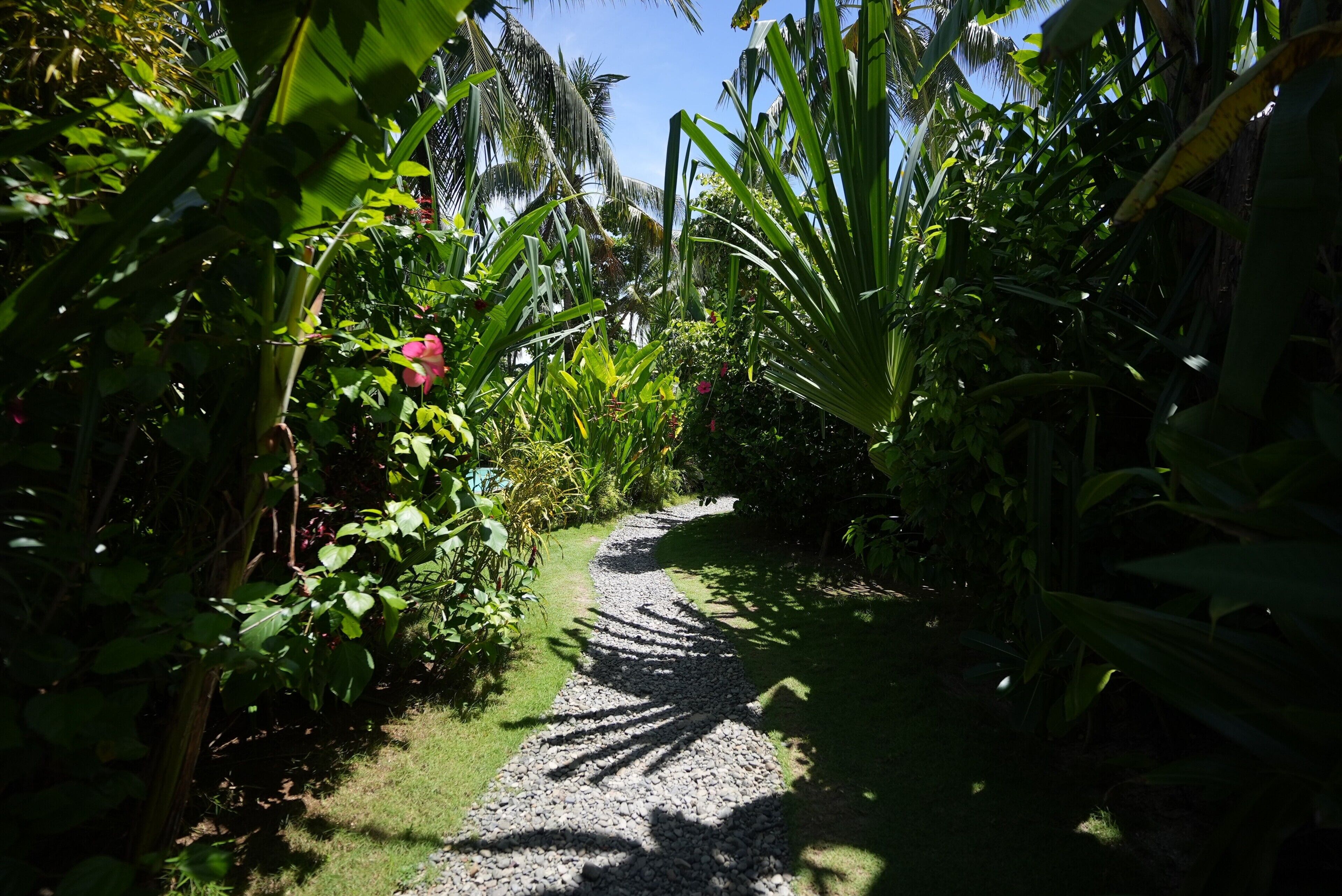 Un sendero en un jardín, rodeado de abundante vegetación y plantas.