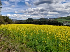 A field of yellow flowers with a forest and hills in the background.