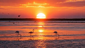 A sunset over a body of water with birds, likely flamingos, standing in the foreground. - Casa Arletta | 4 people | AC | private parking | free Wi-Fi | beaches within walking distance (Les saintes maries de la mer)